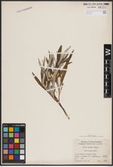 Foto von Salix candida Flüggé ex Willd.